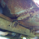 Image for article titled Here's Everything Wrong With My $500 Postal Jeep Off-Road Project